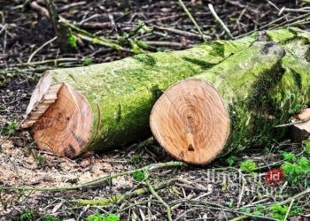 ILUSTRASI: Illegal logging atau penebangan liar. (Pixabay@MabelAmber/Lingkarjateng.id)