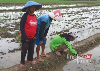 Aktivis Pertanian, Handono Warih (baju hijau), saat memberikan edukasi seputar pertanian kepada petani di Kabupaten pekalongan pada Selasa, 10 Desember 2024. (Fahri Akbar/Lingkarjateng.id)