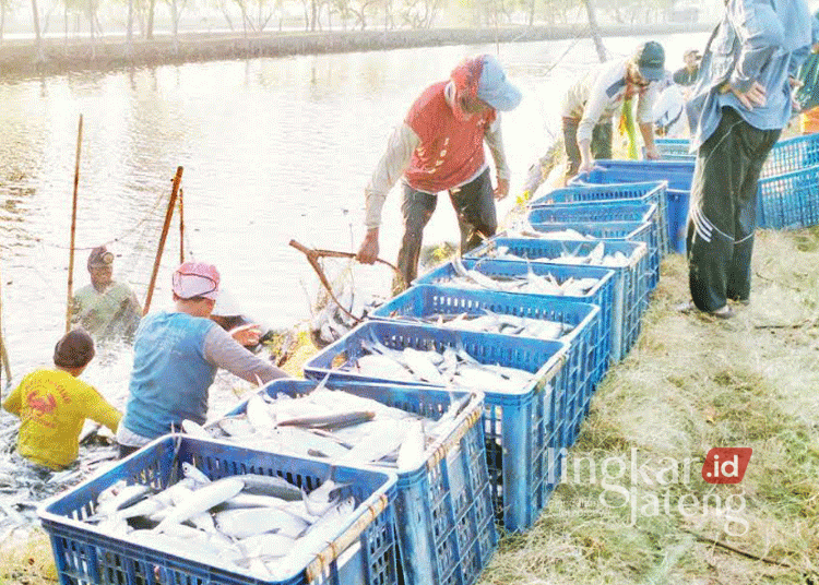 Mangkrak, Ratusan Hektare Tambak di Kendal akan Disulap Jadi Tempat Budi Daya Ikan Nila 25 Ilustrasi: Warga sedang panen ikan di tambak. (Arvian Maulana/Lingkarjateng.id)