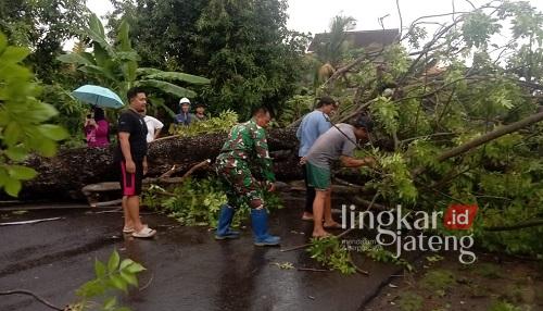 Hati-Hati Ada Pohon Raksasa Tumbang di Margoyoso - Pati 25 pohon di margoyoso