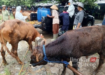 Aktivitas jual-beli ternak sapi di Pasar Wage, Kecamatan Margorejo, Kabupaten Pati, pada Selasa, 7 Januari 2025. (Setyo Nugroho/Lingkarjateng.id)
