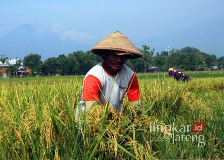 MEMANEN PADI: Sejumlah petani saat memanen tanaman padinya di Desa Senden Kecamatan Sambi Boyolali. (Antara/Lingkarjateng.id)