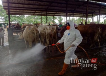 Dinas Pertanian (Dispertan) Kabupaten Pati melakukan penyemprotan disinfektan untuk mencegah penularan penyakit mulut dan kuku (PMK) di Pasar Hewan Margorejo pada Kamis, 2 Januari 2025. (Setyo Nugroho/Lingkarjateng.id)