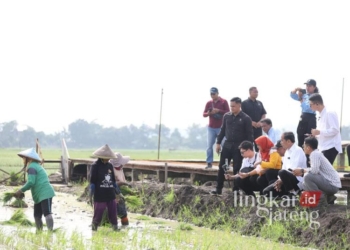 Joko Widodo (Jokowi) saat mengunjungi lokasi pengembangan padi varietas biosalin di Kelurahan Mangunharjo, Kecamatan Tugu, Kota Semarang, pada Sabtu, 18 Januari 2025. (Dok. HMS/Lingkarjateng.id)