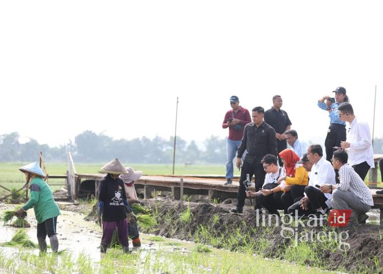 Jokowi visits biosaline rice development site on the coast of Semarang city