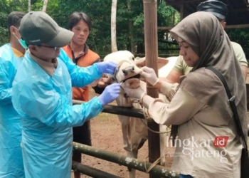 Tim Dinas Peternakan dan Kesehatan Hewan Jawa Tengah saat melakukan pemeriksaan ternak terkait penyakit mulut dan kuku (PMK). (ANTARA/Lingkarjateng.id)