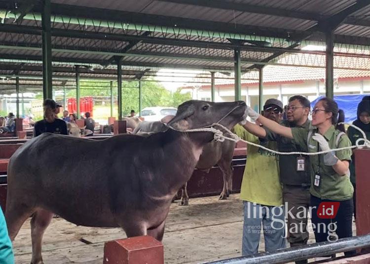 Puluhan Ternak di Kudus Terjangkit PMK, Lalu Lintas Pasar Hewan Diperketat 25 Petugas dari Dispertan Kudus tengah memeriksa kondisi kerbau di Pasar Hewan Kudus. (Mohammad Fahtur Rohman/Lingkarjateng.id)