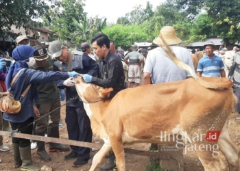 Tim dari Dinas Pertanian dan Pangan (Dintanpan) Kabupaten Rembang saat mengecek kondisi sapi di Pasar Hewan Pamotan pada Selasa, 7 Januari 2025. (Dok. Rembangkab/Lingkarjateng.id)
