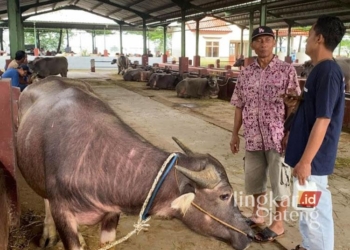 Suradi, pedagang kerbau asal Kecamatan Jati, Kudus, saat mengecek Kerbaunya di Pasar Hewan Gulang, Rabu, 8 Januari 2025. (Mohammad Fahtur Rohman/Lingkarjateng.id)