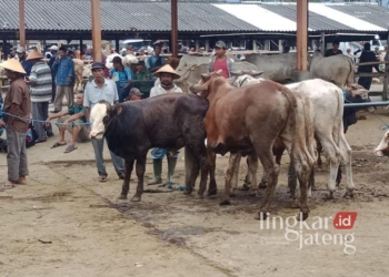 Suasana pasar hewan di Kecamatan Bawen, Kabupaten Semarang, Senin, 6 Januari 2025. (Hesty Imaniar/Lingkarjateng.id)