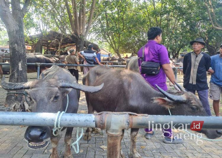 Aktivitas jual-beli kerbau di salah satu pasar hewan di Kabupaten Jepara. (Muhammad Aminudin/Lingkarjateng.id)