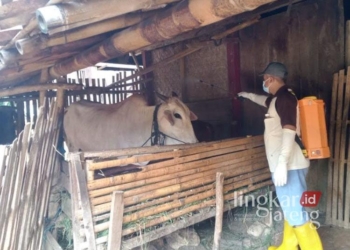 Penyemprotan disinfektan di kandang sapi di wilayah Kabupaten Grobogan untuk menekan penyebaran PMK. (Dok. Disnakkan Grobogan/Lingkarjateng.id)