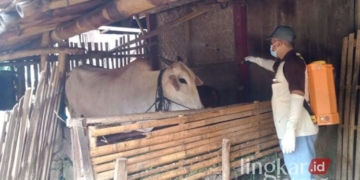 Penyemprotan disinfektan di kandang sapi di wilayah Kabupaten Grobogan untuk menekan penyebaran PMK. (Dok. Disnakkan Grobogan/Lingkarjateng.id)