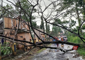 Pohon jati kering di Desa Jerukwangi, Kecamatan Bangsri, Kabupaten Jepara, tumbang pada Senin, 6 Januari 2025. (Dok. Pribadi/Lingkarjateng.id)