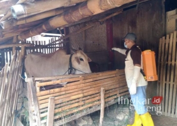 Anggota PMI Grobogan saat malakukan sterilisasi kandang sapi di Desa Sumberagung, Kecamatan Ngaringan, Kabupaten Grobogan, baru-baru ini. (Dok. PMI Grobogan/Lingkarjateng.id)