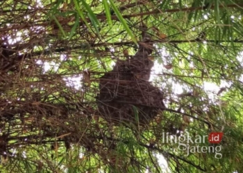 Anggota Polsek Tayu tengah mengecek kondisi anak yang menjadi korban sengatan lebah vespa di RS Sebening Kasih pada Kamis, (16/1). (Setyo  Nugroho/Lingkarjateng.id)