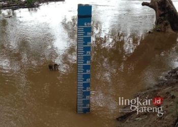 Debit Air Bengawan Solo di Blora yang menunjukkan siaga hijau. (Dok. BPBD for Lingkarjateng.id)