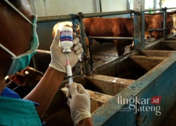 Satgas PMK mengambil cairan vaksin menggunakan jarum suntik di sentra peternakan sapi di Sumberingin Kidul, Tulungagung, Jawa Timur, pada Jumat, 3 Januari 2025. (ANTARA/Lingkarjateng.id)