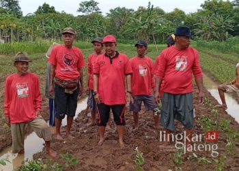 Wakil Ketua DPRD Kabupaten Pekalongan, Sumar Rosul (bertopi merah), bersama petani Desa Wuled, Kecamatan Tirto, melakukan penanaman ubi dan singkong sebagai bagian dari upaya diversifikasi pangan pada Kamis, 23 Januari 2025. (Fahri Akbar/Lingkarjateng.id)