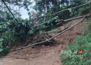 Penampakan tebing di Jalan Raya Kranggondang, Kecamatan Kandangserang, Kabupaten Pekalongan, yang lonsor pada Minggu, 19 Januari 2025. (Fahri Akbar/Lingkarjateng.id)