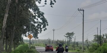 Lahan Perhutani di sekitar jalan nasional yang melintasi Kabupaten Blora yang memiliki potensi dibangun kawasan industri. (Eko Wicaksono/Lingkarjateng.id)