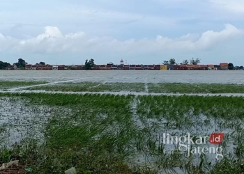 Lahan pertanian yang terdampak banjir di Kabupaten Kendal. (Arvian Maulana/Lingkarjateng.id)
