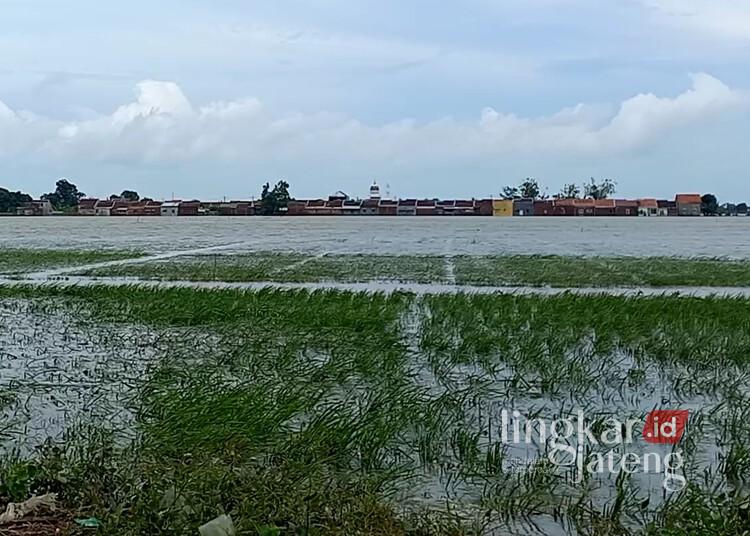 Lahan pertanian yang terdampak banjir di Kabupaten Kendal. (Arvian Maulana/Lingkarjateng.id)