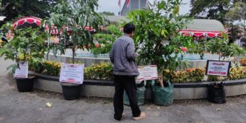 Anggaran Dipangkas, Sertifikasi Tanah Gratis di Blora Tahun Ini Cuma Sasar 5 Desa


Pohon yang dikirim oleh sejumlah OPD Pemkab Grobogan sebagai ucapan selamat atas pelantikan Setyo Hadi dan Sugeng Prasetyo di Halaman Pendopo Kabupaten Grobogan, Kamis, 20 Februari 2025. (Ahmad Abror/Lingkarjateng.id)