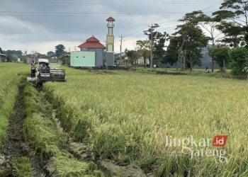 Petani saat memanen padi di Desa Gamong, Kecamatan Kaliwungu, Kabupaten Kudus, pada Jumat, 14 Februari 2025. (Nisa Hafizhotus S./Lingkarjateng.id)