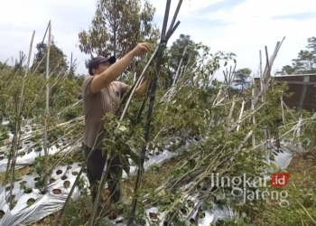 Imbas Cuaca Ekstrem, Petani Cabai di Bandungan Semarang Terancam Gagal Panen 32 Seorang petani cabai di wilayah Kecamatan Bandungan, Kabupaten Semarang, tengah merapikan tanaman cabai yang ambruk usai diterjang cuaca ekstrem selama sepekan ini, Senin, 10 Februari 2025. (Hesty Imaniar/Lingkarjateng.id)