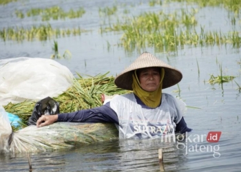 Seorang petani terpaksa memanen padi lebih awal imbas banjir yang melanda Kecamatan Sukolilo, Kabupaten Pati, Minggu, 9 Februari 2025. (Pemkab Pati/Lingkarjateng.id)