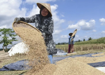 Petani membersihkan butiran gabah hasil panen. (ANTARA/Lingkarjateng.id)