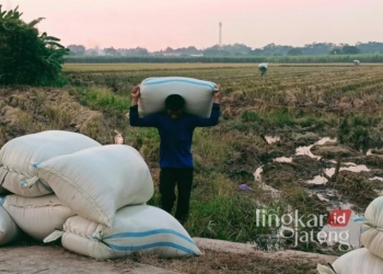 Petani di Kabupaten Pekalongan sedang memanggul gabah hasil panen. (Fahri Akbar/Lingkarjateng.id)
