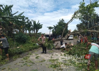 Petugas kepolisian bersama warga saat mengevakuasi pohon tumbang di Jalan Raya Bapoh-Tlogowungu, Kabupaten Pati, pada Jumat, 7 Februari 2025. (Setyo Nugroho/Lingkarjateng.id)