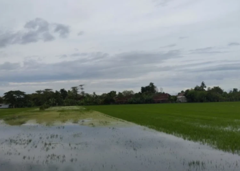 Lahan tanaman padi petani di Kudus yang tergenang banjir. (ANTARA/Lingkarjateng.id)