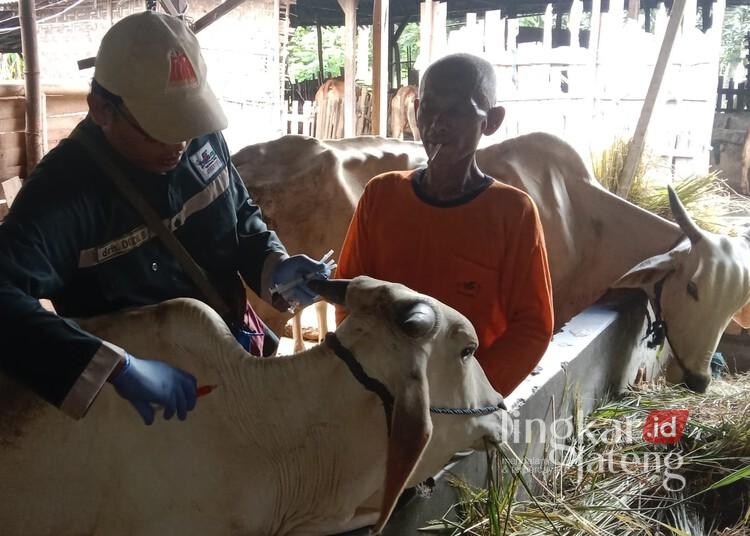 Tim Dinas Pertanian dan Peternakan (Dispertan) Kabupaten Pati saat melaksanakan vaksinasi PMK terhadap ternak sapi pada Januari 2025 lalu. (Setyo Nugroho/Lingkarjateng.id)