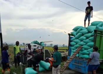 Bulog menyerap gabah kering panen (GKP) milik petani di Kayen, Pati pada 12 Februari 2025. (Dok. for Lingkarjateng.id)