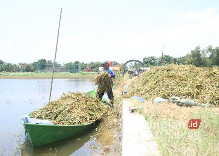Petani di Desa Mintobasuki, Kecamatan Gabus, Kabupaten Pati menyelamatkan padi miliknya yang terendam banjir dengan perahu, Maret 2024 lalu. (Setyo Nugroho/Lingkarjateng.id)