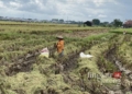 Petani saat mengambil sisa gabah usai lahan sawah dipanen menggunakan mesin Combine Harvester di Desa Gamong, Kecamatan Kaliwungu, Kudus. (Nisa Hafizhotus S/Lingkarjateng.id)