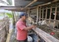 Seorang peternak Desa Payaman, Mejobo Kudus saat memberi makan kambingnya. (Mohammad Fahtur Rohman/Lingkarjateng.id)