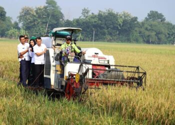 Bupati dan Wakil Bupati Kudus, Sam’ani Intakoris dan Bellinda Putri Sabrina Birton, saat meninjau panen raya MT 1 di Desa Tenggeles, Kecamatan Mejobo, Kabupaten Kudus, pada Kamis, 6 Maret 2025. (Nisa Hafizhotus S./Lingkarjateng.id)