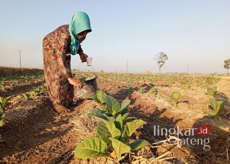 MENYIRAM: Petani tembakau di Pucakwangi, Kabupaten Pati menyirami tanaman tembakau pada 2024. (Setyo Nugroho/Lingkarjateng.id)