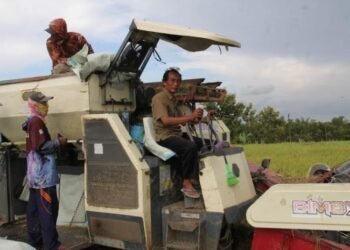 MEMANEN: Pekerja mengoperasikan mesin pemanen padi di Kabupaten Blora. (Lingkarjateng.id)