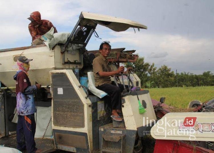 MEMANEN: Pekerja mengoperasikan mesin pemanen padi di Kabupaten Blora. (Lingkarjateng.id)