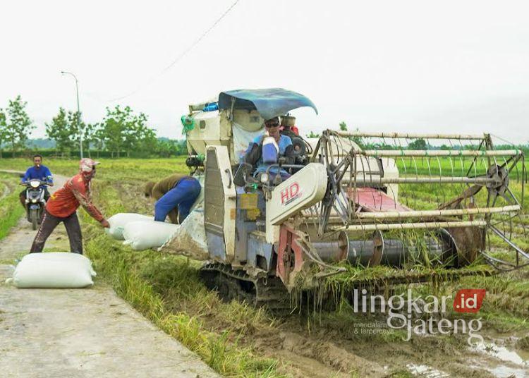 Dewan Pati Kawal Penyerapan Gabah Petani Tidak Kurang dari Rp6.500 Per Kg 25 MEMANEN: Proses pemanenan padi menggunakan combine harvester di Desa Plosorejo, Kecamatan Pucakwangi, Kabupaten Pati pada Selasa, 21 Januari 2025. (Setyo Nugroho/Lingkarjateng.id)