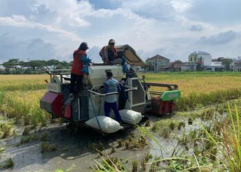 Petani di Demak sedang memanen padi denga mesin reaper. (M. Burhanuddin Aslam/Lingkarjateng.id)