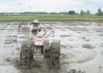 Petani di Desa Sokopuluhan, Kecamatan Pucakwangi, Kabupaten Pati membajak sawahnya, Selasa, 4 Maret 2025. (Setyo Nugroho/Lingkarjateng.id)