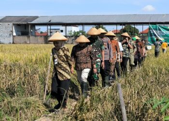 Bupati Kendal, Dyah Kartika Permanasari, saat ikut panen raya padi di Desa Brangsong, Kecamatan Brangsong, Kabupaten Kendal, pada Senin, 7 April 2025. (Arvian Maulana/Lingkarjateng.id)