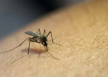 ILUSTRASI: Ilustrasi nyamuk penyebab demam berdarah dengue. (Freepik @jcomp/Lingkarjateng.id)