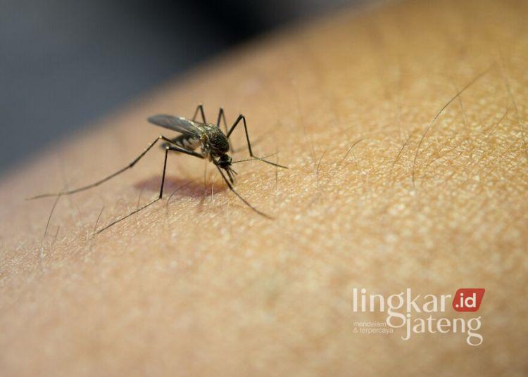 ILUSTRASI: Ilustrasi nyamuk penyebab demam berdarah dengue. (Freepik @jcomp/Lingkarjateng.id)